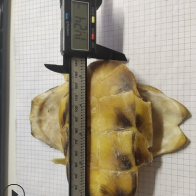 龟板 guiban 产地湖北省武汉市新洲11月产新 155元每公斤包邮