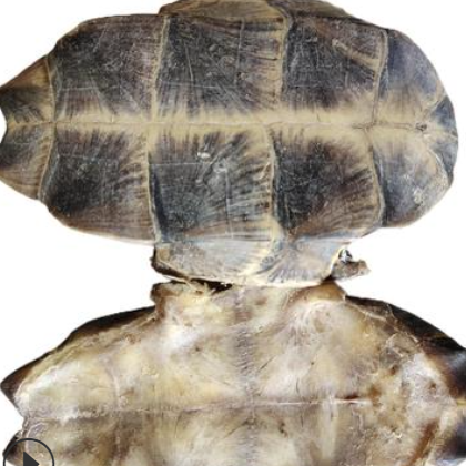 龟板 guiban 产地湖北省武汉市新洲11月产新 155元每公斤包邮图2