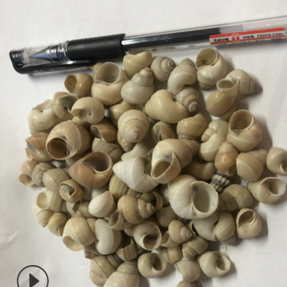 白螺师壳bailuoshike 产地山东威海 7月份产新 12元每公斤包邮