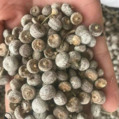 谷精草 谷精珠 产地浙江温州8月产新 65元每公斤 耳朵刷子珍珠草