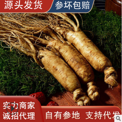 批发定制东北人参 长白山高档山参礼盒 吉林林下山参会销礼品图2