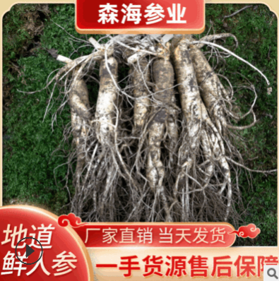 【顺丰发货】批发鲜人参只发质量货新鲜人参带土鲜人参长白山人参