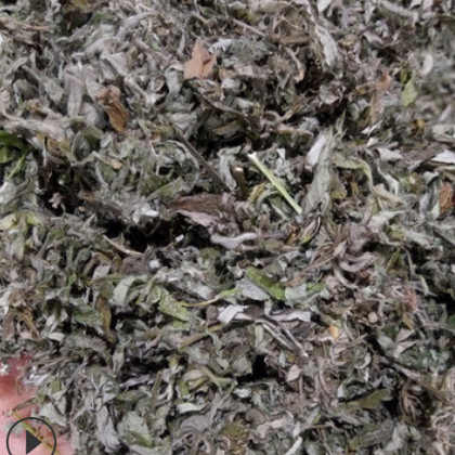 批发中药材艾叶 蒿叶 艾草 蕲艾 足浴包/驱蚊包原料图2