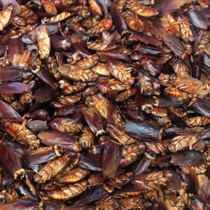 蟑螂 中药材 药用蟑螂粉 蟑螂干 美洲大蠊 代磨粉 承接订单图3