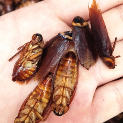 蟑螂 中药材 药用蟑螂粉 蟑螂干 美洲大蠊 代磨粉 承接订单图2