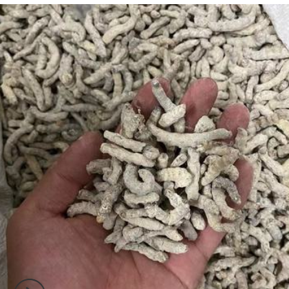 产地货源中药材批发 产地四川西昌 白僵蚕 僵蚕 炒僵蚕500g可磨粉图2