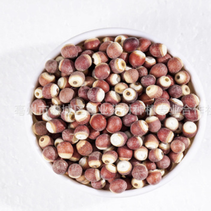 芡实 中药材批发芡实 各种规格农产品加工量大从优代打粉 芡实图3