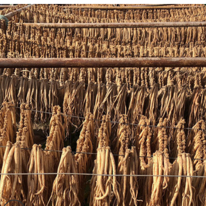 白条党参甘肃岷县大条原产地党参散装批发中药材党参片节农产品图2