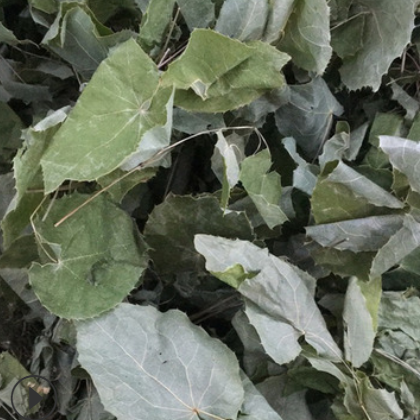 淫羊藿 甘肃无杂草小圆叶泡酒男性药材 含量≥0.6% 产地批发图2