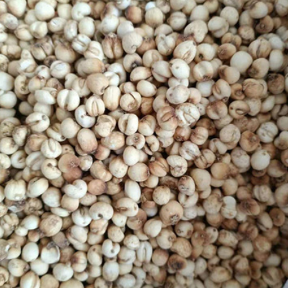 品质保障 川贝母 质优材质 规格多样支持定制 价格实惠量大从优图2