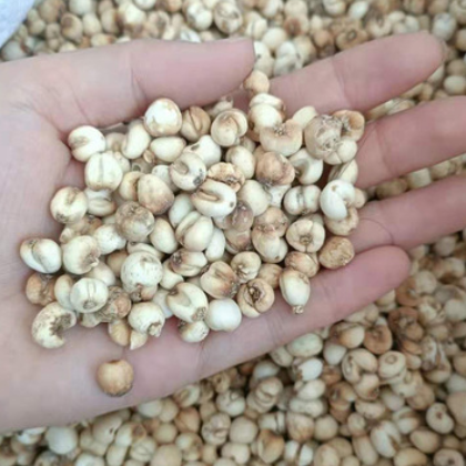 品质保障 川贝母 质优材质 规格多样支持定制 价格实惠量大从优