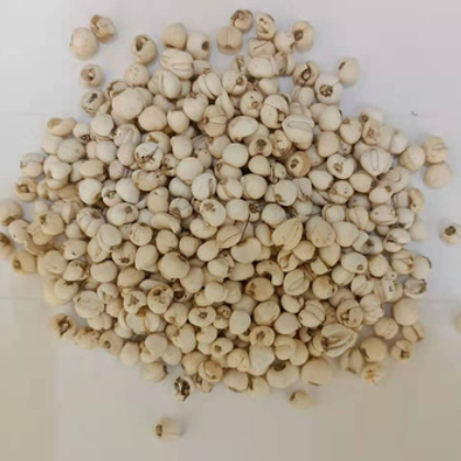 松贝母川贝母 品质保障规格多样 价格实惠量大从优 诚信厂家图2