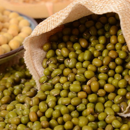 现货批发小绿豆 低温烘焙五谷杂粮磨粉现磨豆浆绿豆浆发芽生绿豆图2