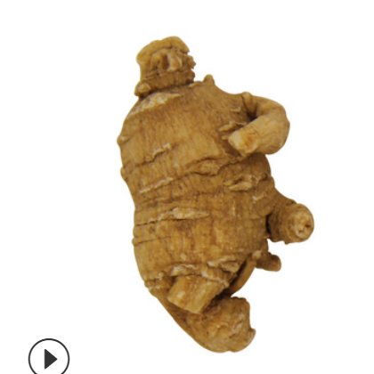 产地批发山东文登西洋参原丛 圆粒 花旗参粒头短支整枝 现货批发图3