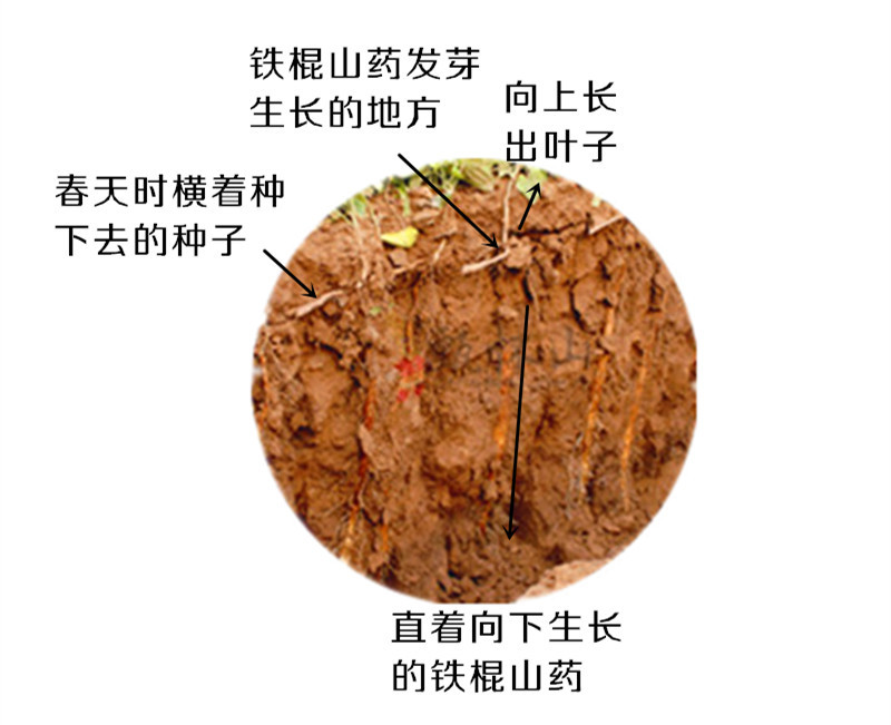 山药 版面03_副本_副本