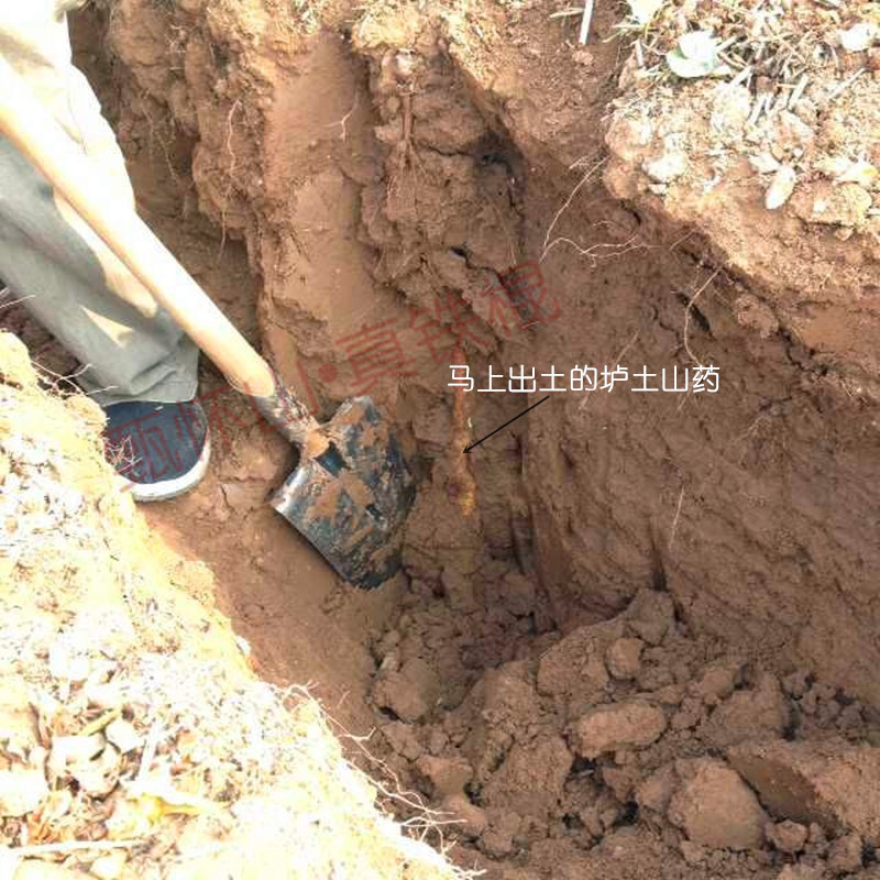 挖山药2_副本_副本