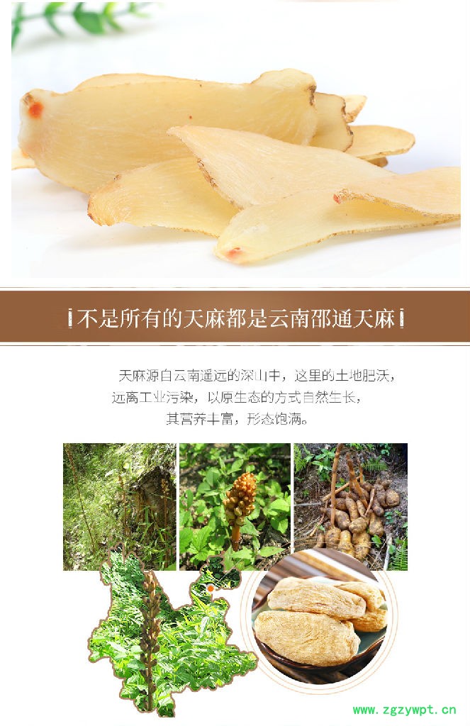 川芎天麻功效小孩吃天麻炖鸡