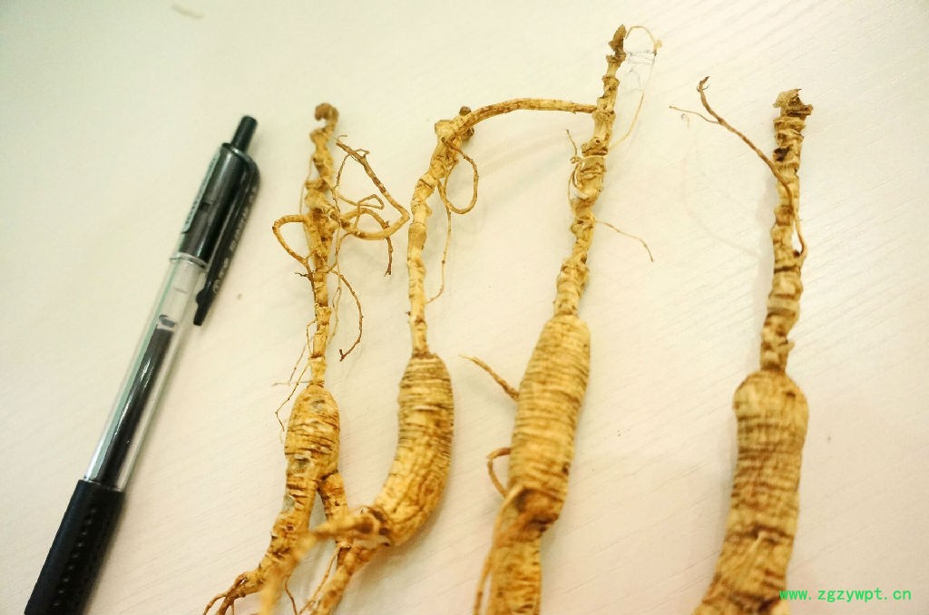 山参玉竹鸡汤25年移山参林下参趴货