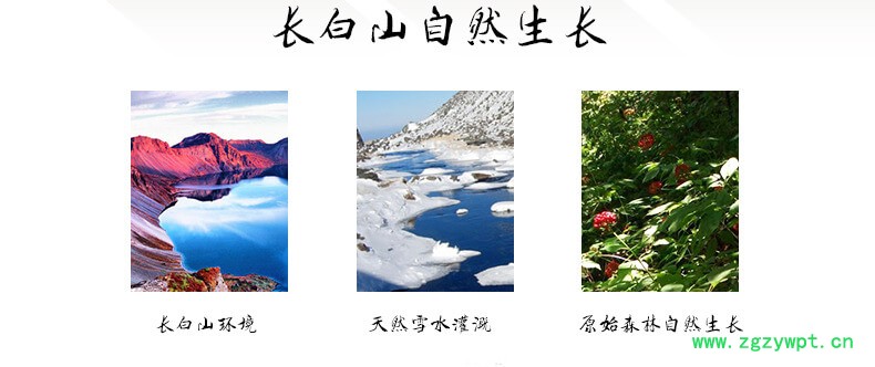 山参玉竹鸡汤25年移山参林下参趴货