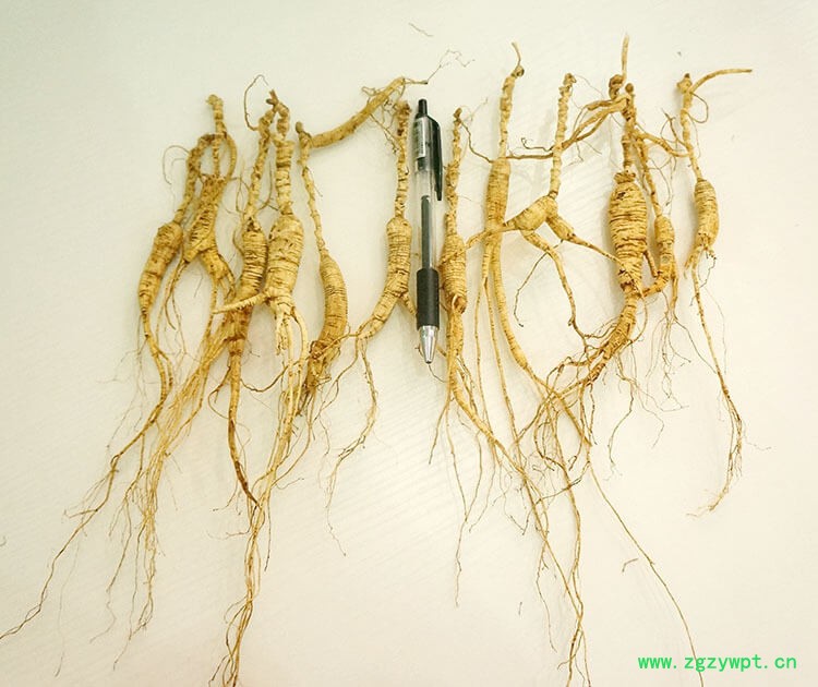 山参玉竹草菇全须生晒参林下参15年残枝