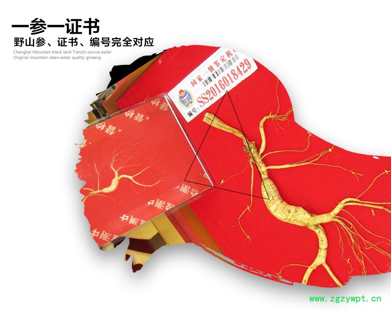 长白山干人参礼盒东北林下参价格山参玉竹鸡汤