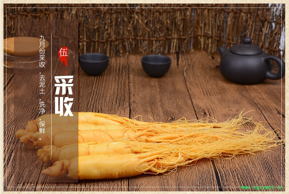 西洋参保鲜参 6年鲜人参价格 养心安神