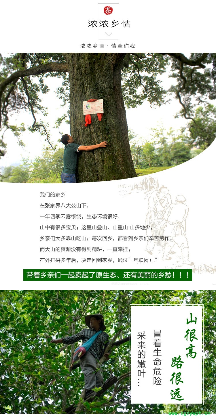 青钱柳详情-3_07