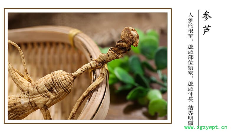 鹿茸野山参泡酒移山参林下参白参林下参