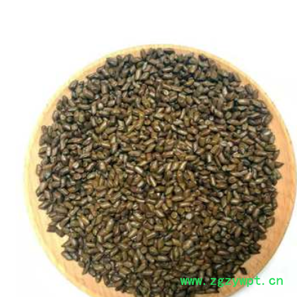 决明子 采摘挑选花草茶决明子 散装现货 炒制熟决明子茶图3