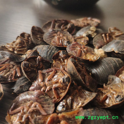 源宇堂 土元 500g1000g批发 中药材土元 安徽亳州图2