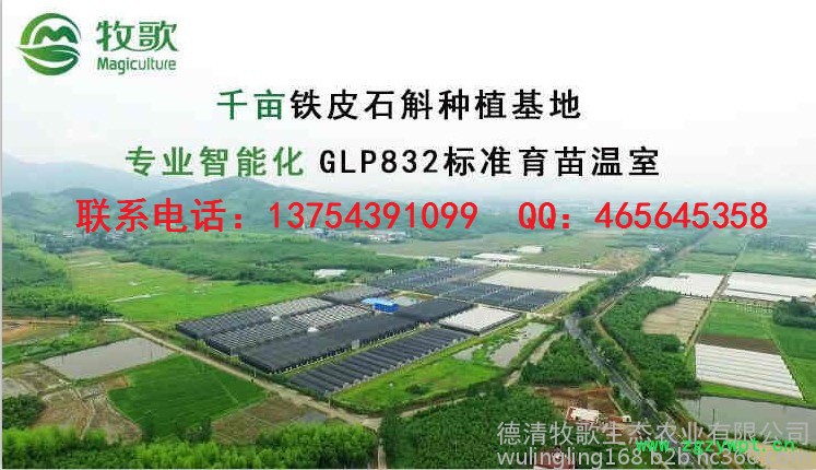 铁皮石斛苗价格 铁皮石斛苗价格