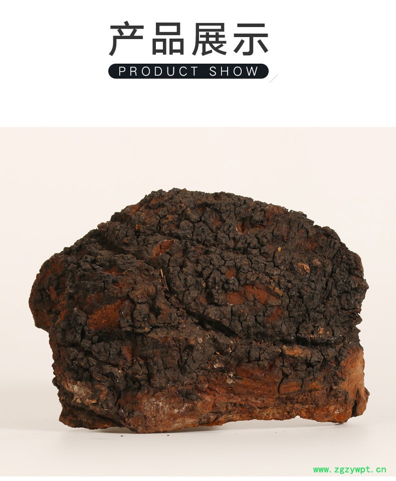 桦树茸俄罗斯,俄罗斯白桦茸价格,桦褐孔菌