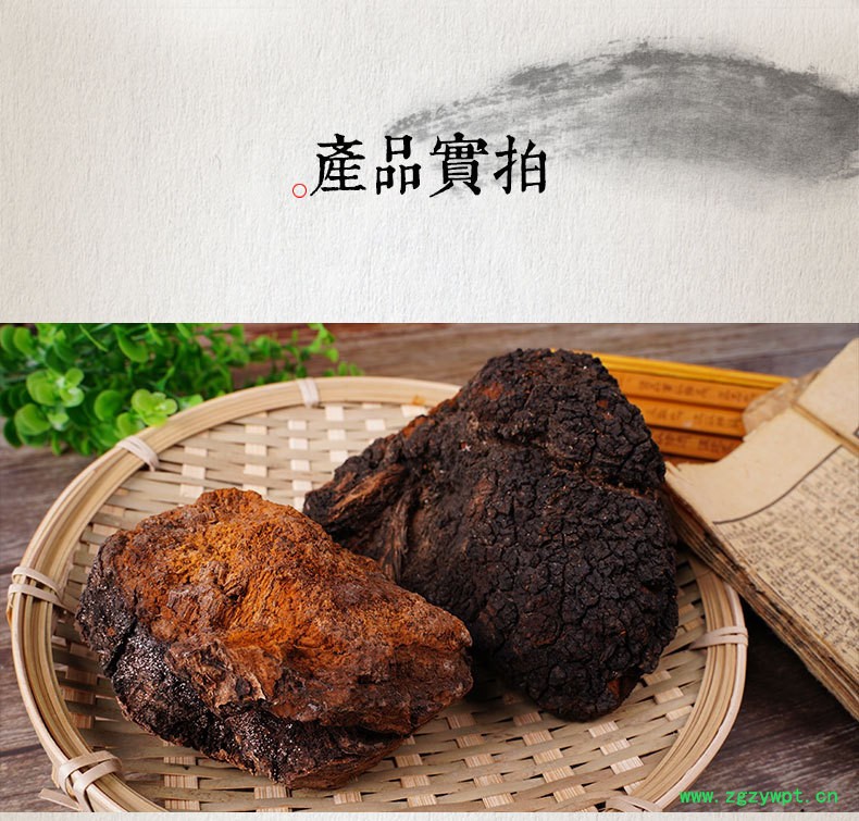 桦树茸俄罗斯,俄罗斯白桦茸价格,桦褐孔菌