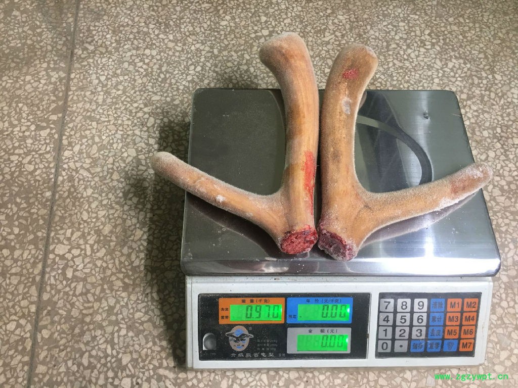 正宗鹿茸一件灵芝人参鹿茸泡酒