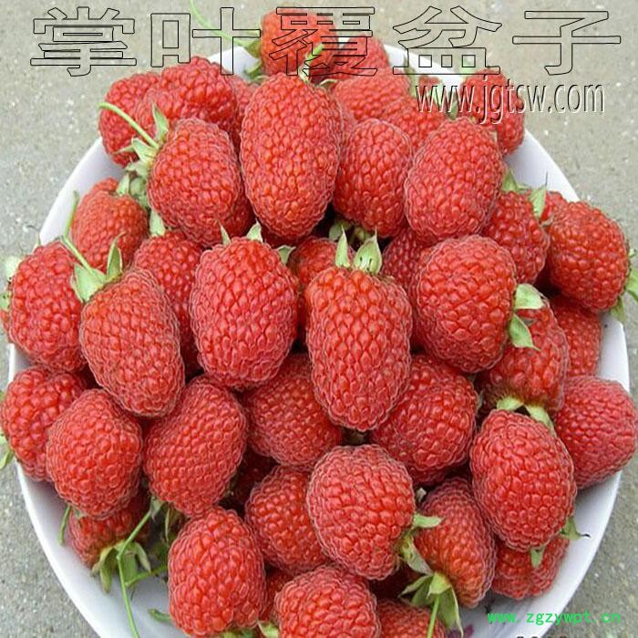 覆盆子鲜果 覆盆子鲜果