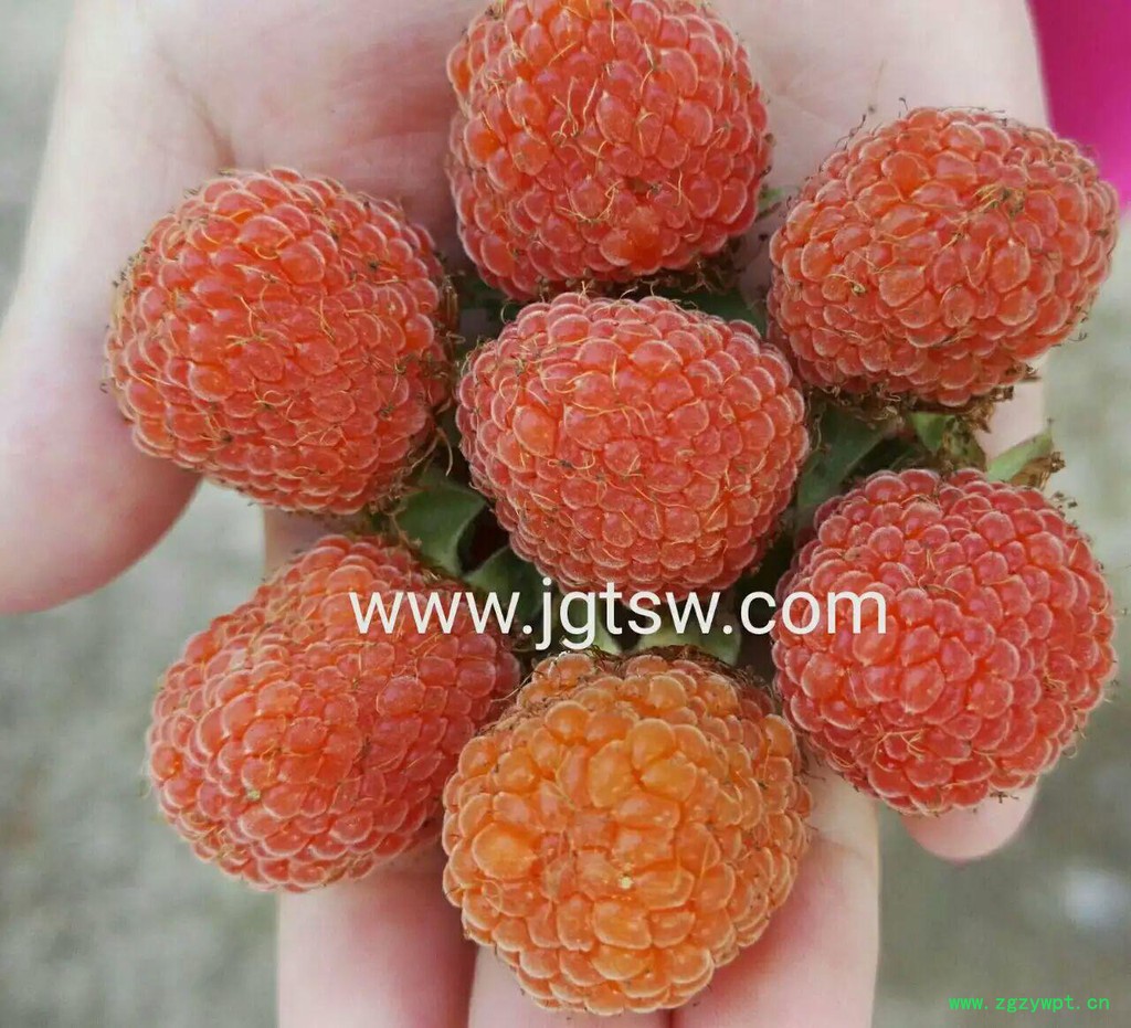 覆盆子树莓 覆盆子树莓