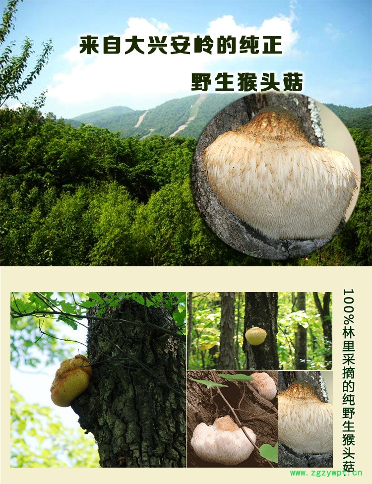 猴头菇_01