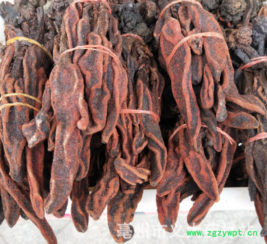 中药材 回春草 泡酒料回心草顶天柱草苁蓉不老草 回春草颗粒打粉图3