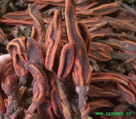 中药材 回春草 泡酒料回心草顶天柱草苁蓉不老草 回春草颗粒打粉图2