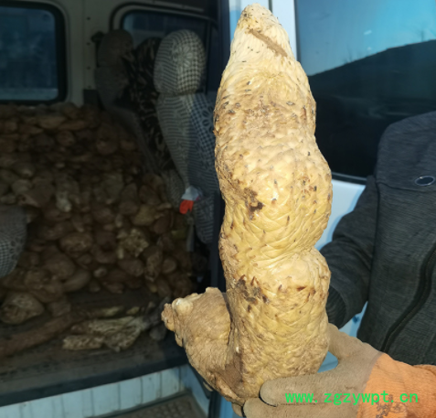 肉苁蓉 整根肉苁蓉泡酒料肉苁蓉片 可代发泡酒泡茶肉苁蓉图2