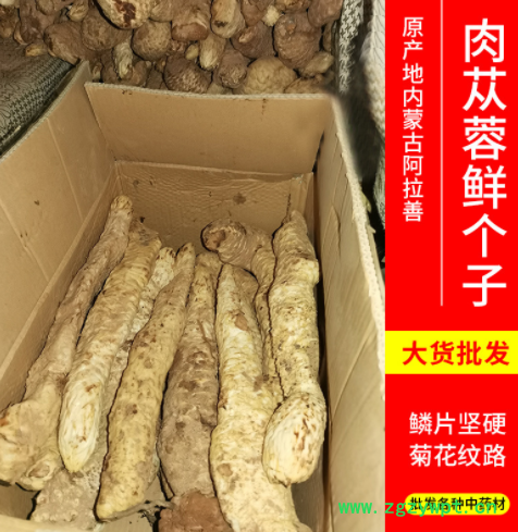 肉苁蓉 整根肉苁蓉泡酒料肉苁蓉片 可代发泡酒泡茶肉苁蓉图3