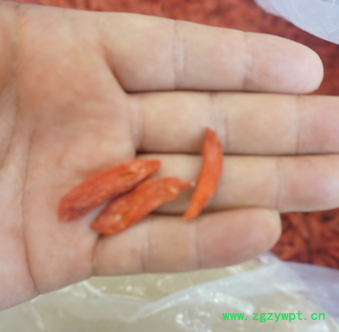 厂家供应 2021枸杞子散装 红枸杞干茶大颗粒 新货批发图3