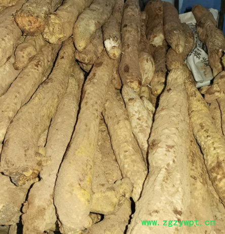 中药材批发肉苁蓉鲜个子 内蒙油肉苁蓉内蒙肉苁蓉 泡酒泡茶肉苁蓉图2