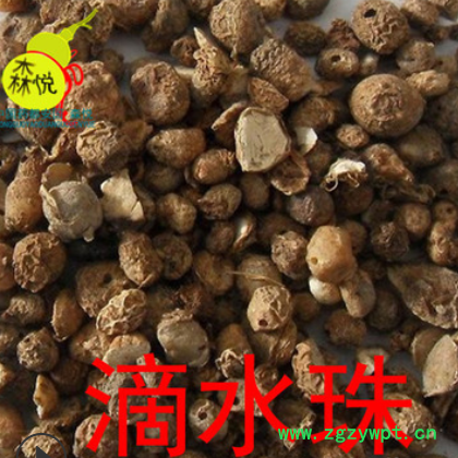 滴水珠 批发冷背药材一滴珠 一粒珠 独龙珠 蛇珠 易一面锣 白铃子图3