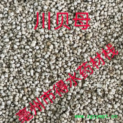 批发野生川贝母 AA级正宗松贝 怀中抱月 本色货 正品保证图2