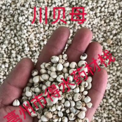 批发野生川贝母 AA级正宗松贝 怀中抱月 本色货 正品保证