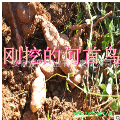 批发药材种苗 何首乌种苗 何首乌秧苗包回收 适应广 易管理图2