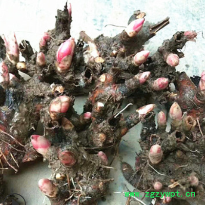 芍药花种苗批发 盆栽地栽白芍花苗 赤芍药花种苗3-5芽苞 带芽发货图2