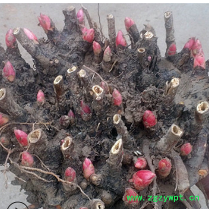 芍药花种苗批发 盆栽地栽白芍花苗 赤芍药花种苗3-5芽苞 带芽发货