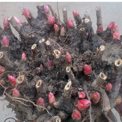 芍药花种苗批发 盆栽地栽白芍花苗 赤芍药花种苗3-5芽苞 带芽发货